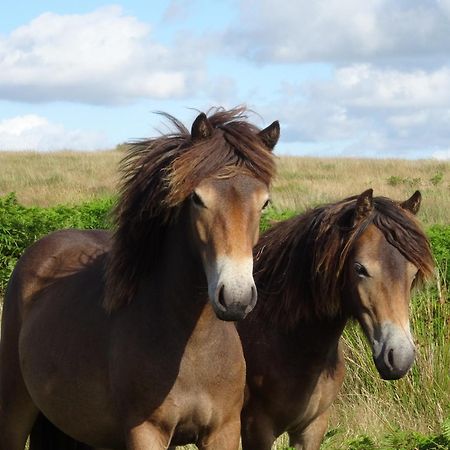 Exmoor Bnb In Withypool On Two Moors Way Extérieur photo
