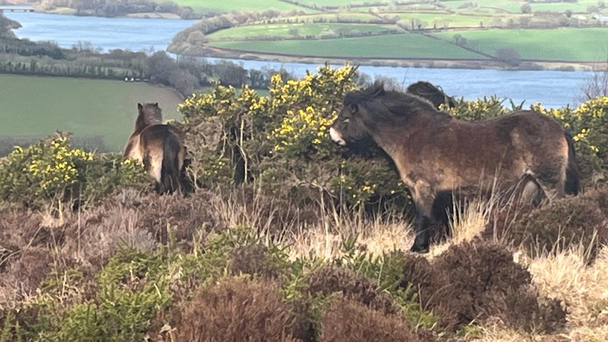 Exmoor Bnb In Withypool On Two Moors Way Extérieur photo