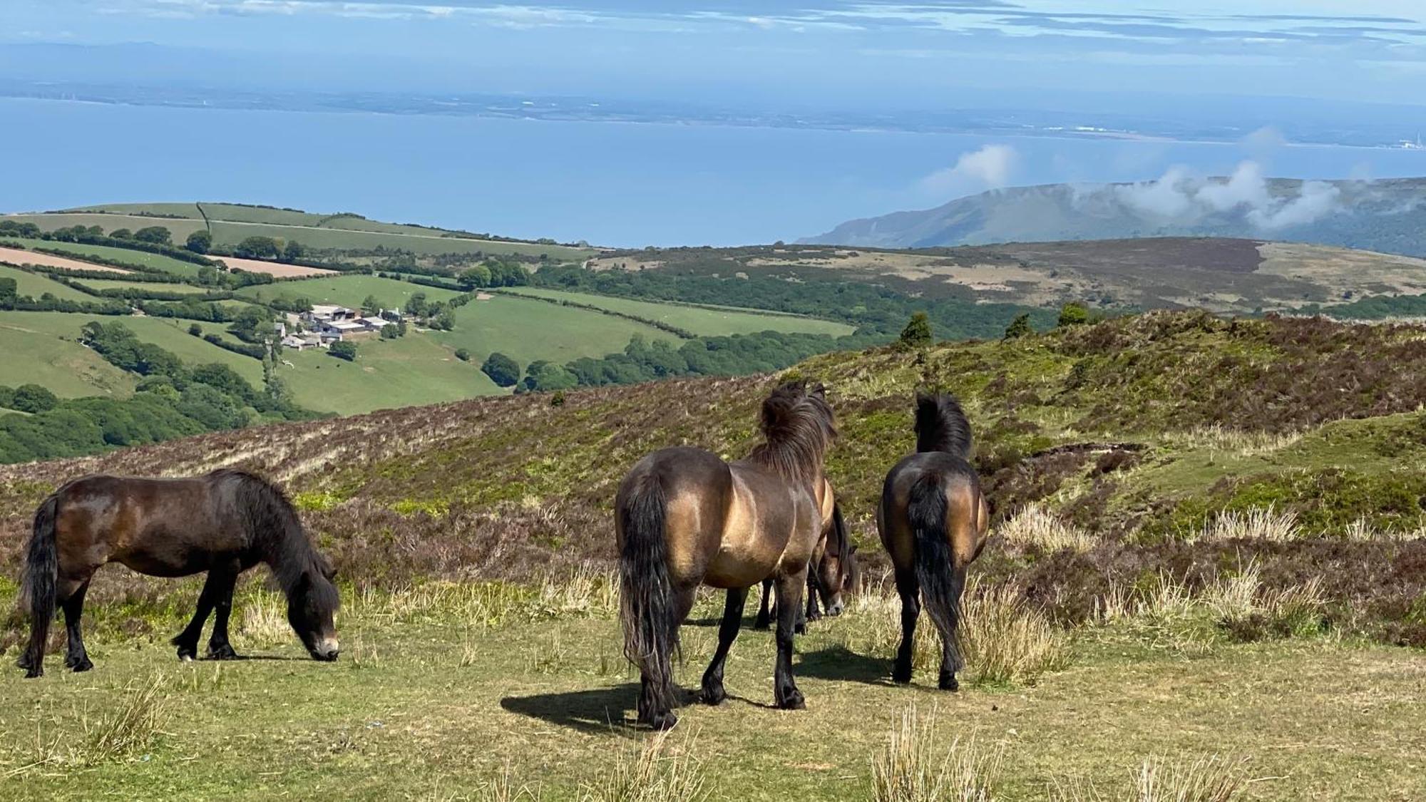 Exmoor Bnb In Withypool On Two Moors Way Extérieur photo
