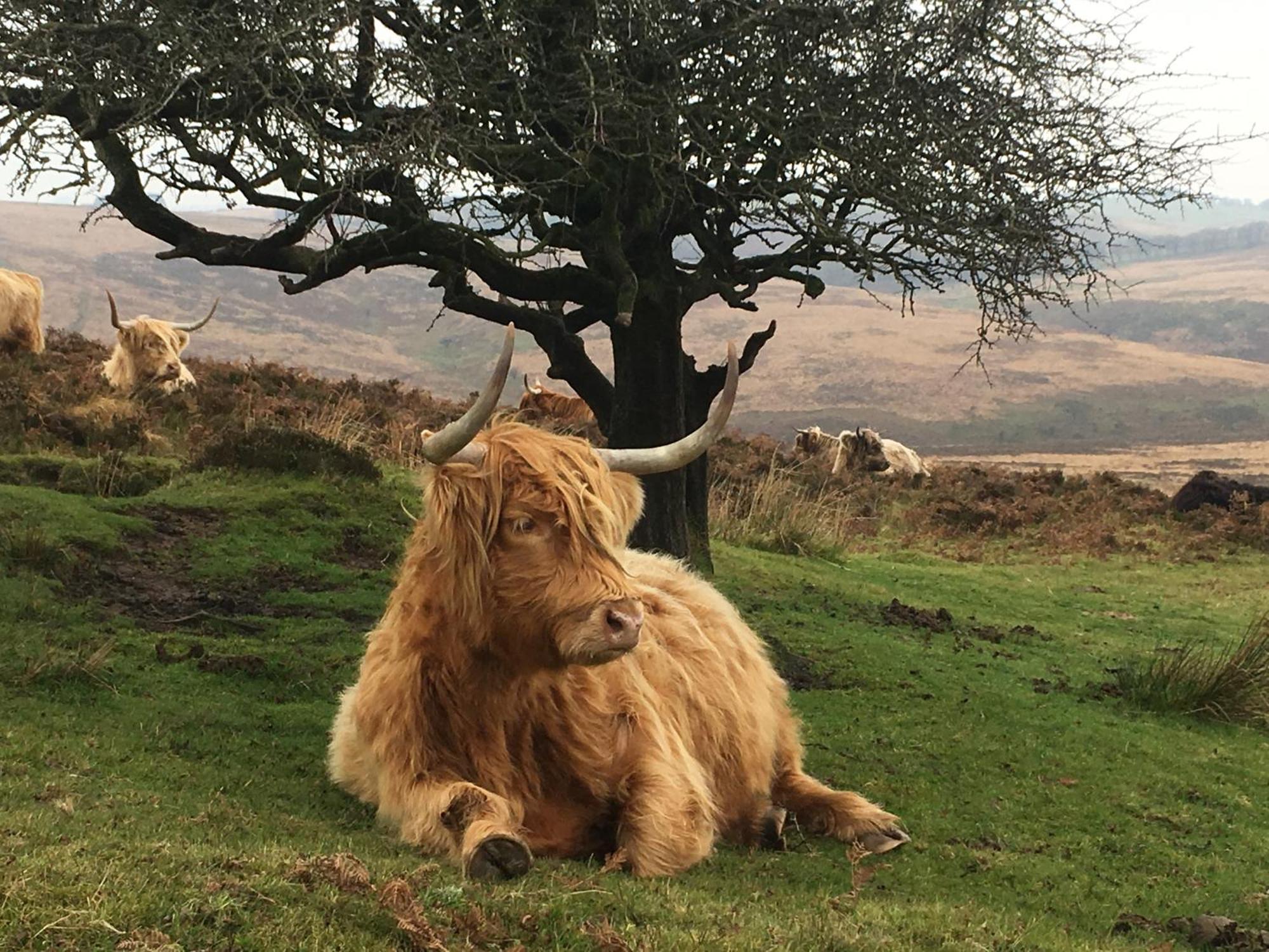 Exmoor Bnb In Withypool On Two Moors Way Extérieur photo