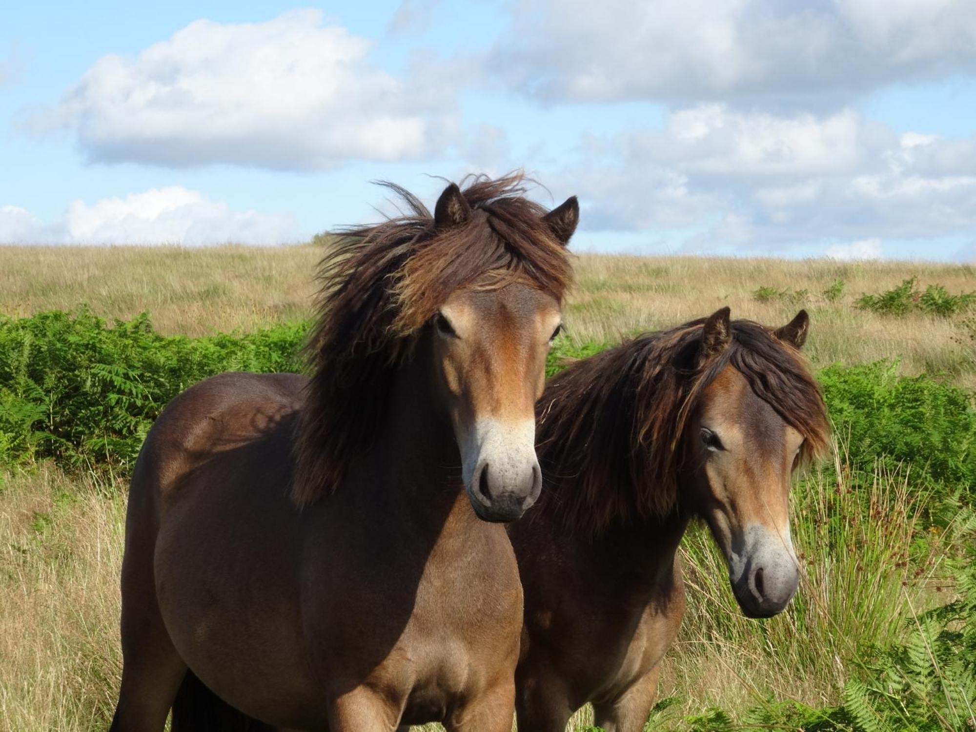Exmoor Bnb In Withypool On Two Moors Way Extérieur photo